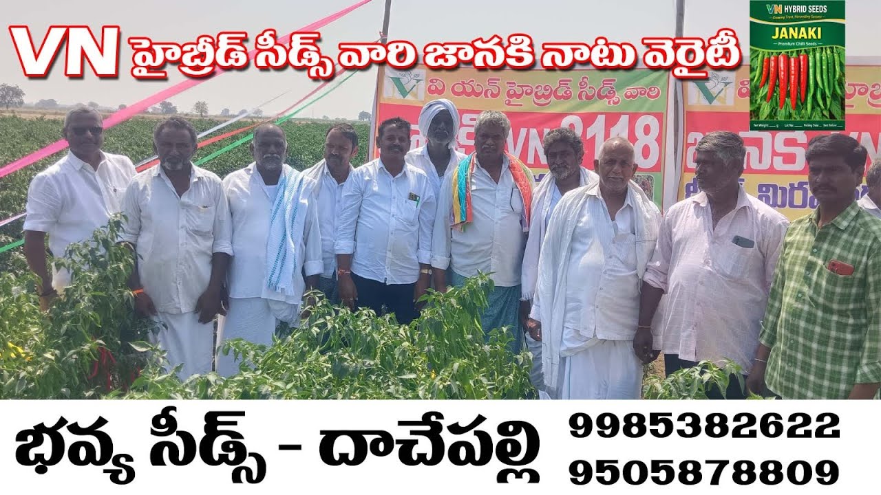 అధిక దిగుబడినిచ్చే VN హైబ్రిడ్ నాటు మిరప రకం | Best Yield Chilli Variety.