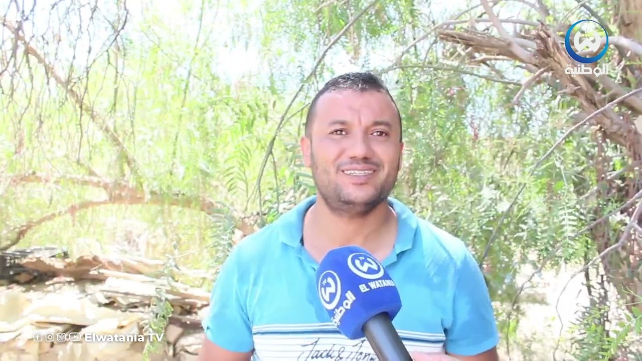 الشلف نجاح أول تجربة لزراعة البن في إنتظار جني المحصول خلال شهر نوفمبر