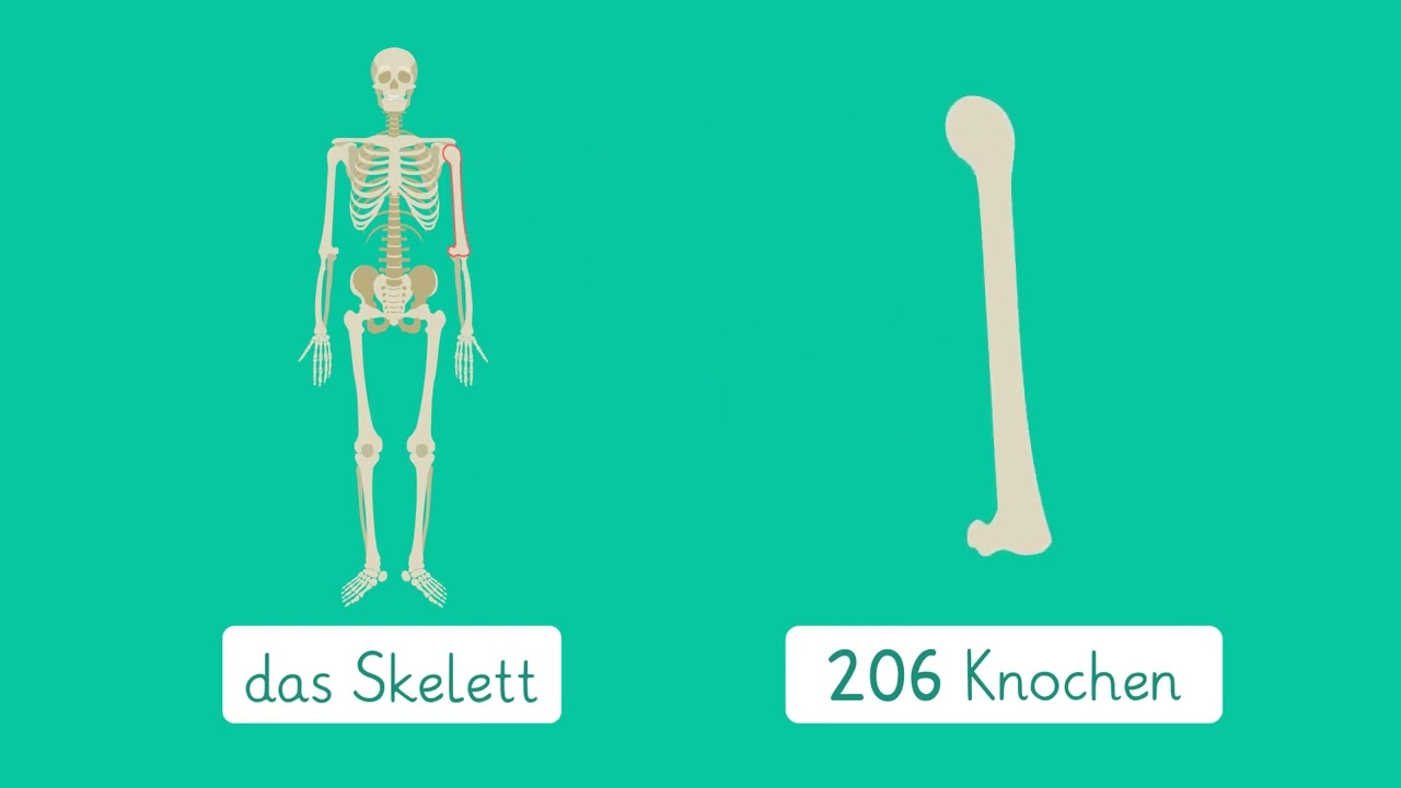 Das Skelett einfach erkl&auml;rt | sofatutor