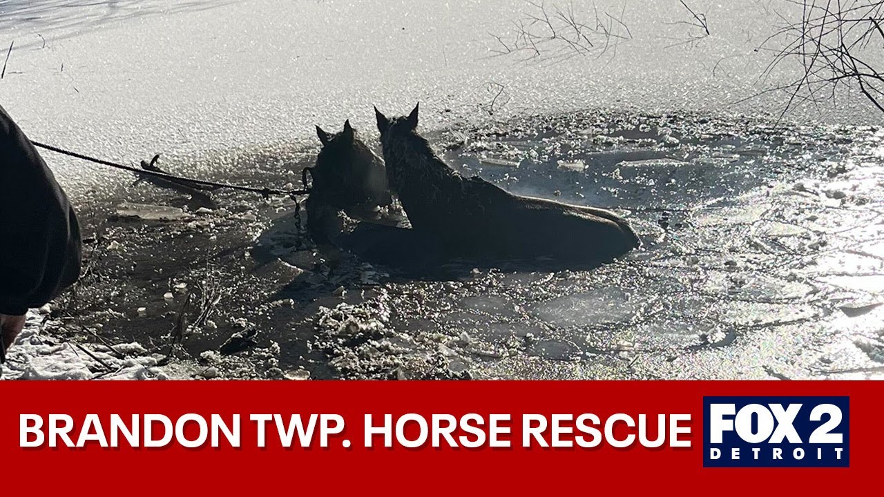 First responders save two horses from frozen pond in Brandon Township