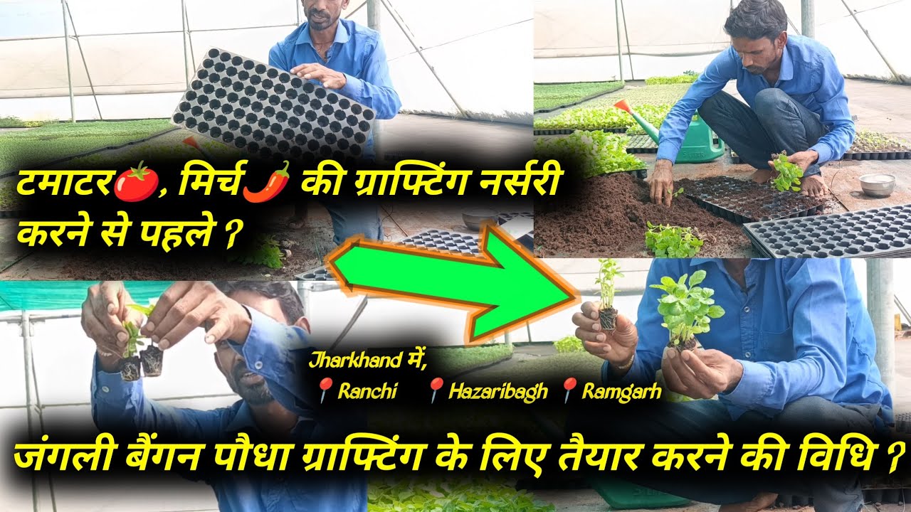 जंगली बैंगन 🍆 पौधा ग्राफ्टिंग के लिए तैयार करने की विधि ? || 🍅🌶️🥦 || by Gangeshwar Polyhouse