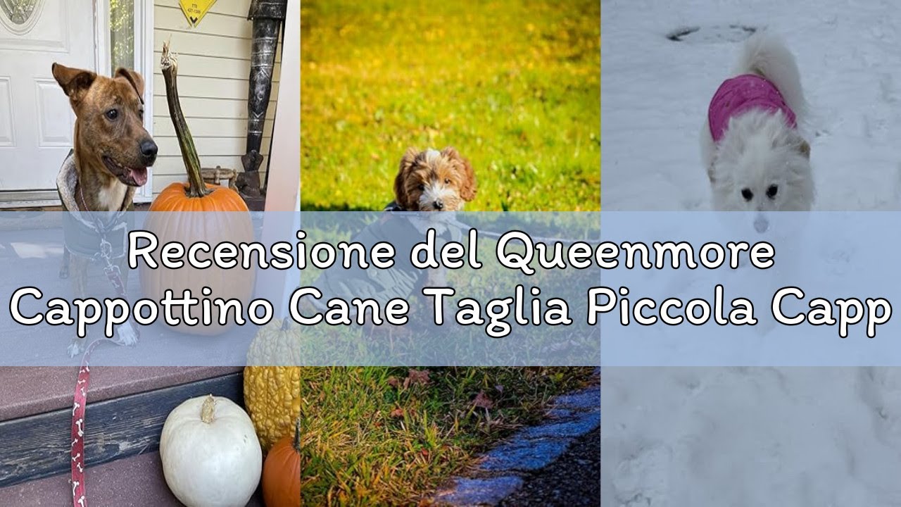 Recensione del Queenmore Cappottino Cane Taglia Piccola Cappotto Cane Caldo Cappotto Impermeabile Pe