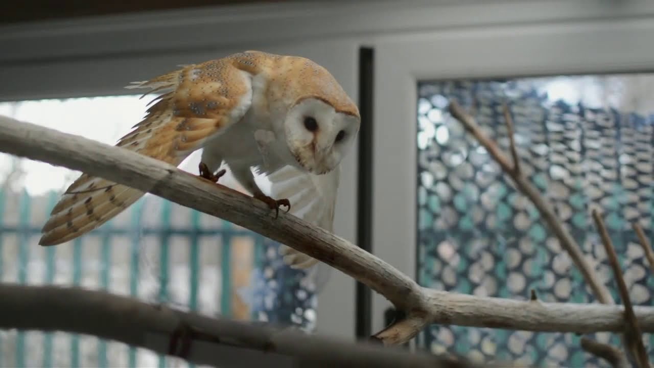 Folly Wildlife Rescue