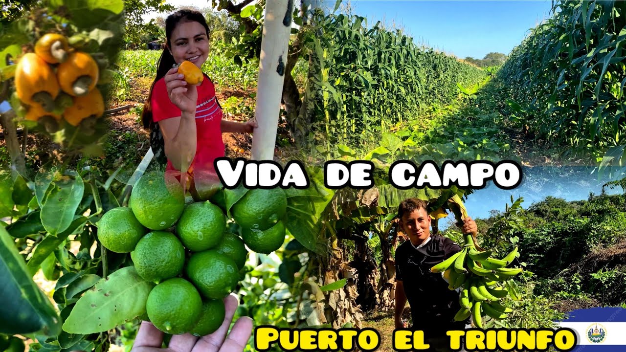 Temporada de marañones / Así es la vida de campo #elsalvador #video #campo 