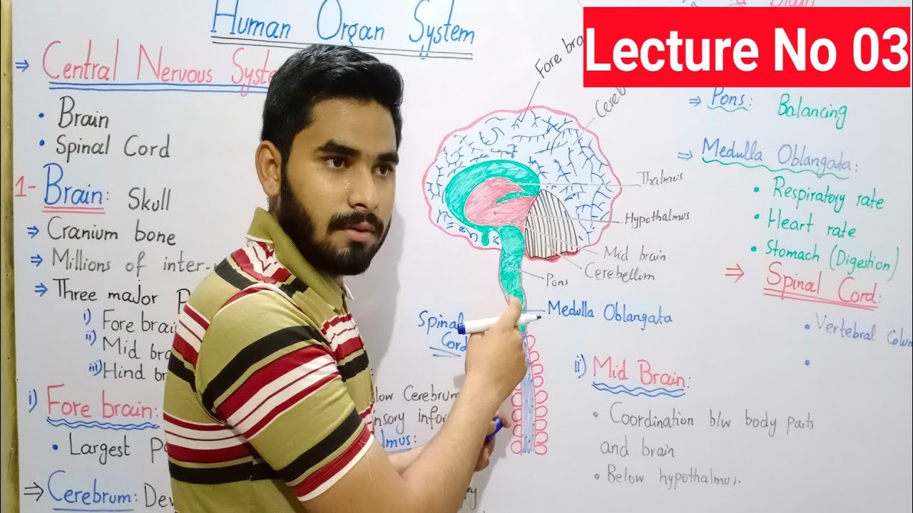 Brain Class 8 In Urdu Hindi || Science | Central Nervous System Class 8 |  Chap# 01 | Lecture No 03