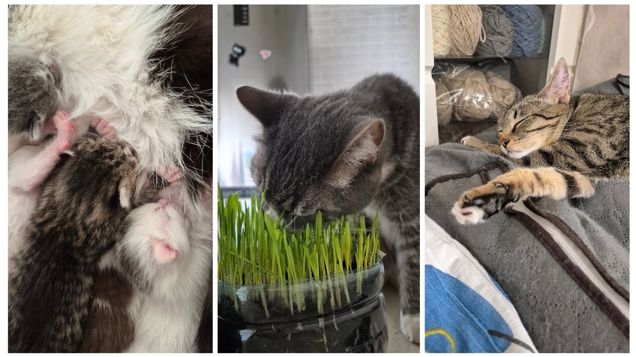 VLOG 624: ПУПСИКИ🐱🐱🐱