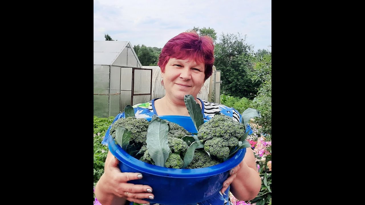 КАПУСТА БРОККОЛИ🥦🥦🥦 КАК ВЫРАСТИТЬ БОЛЬШИЕ КОЧАНЫ 👌👌👌ПОДКОРМКА БРОККОЛИ👍👍👍