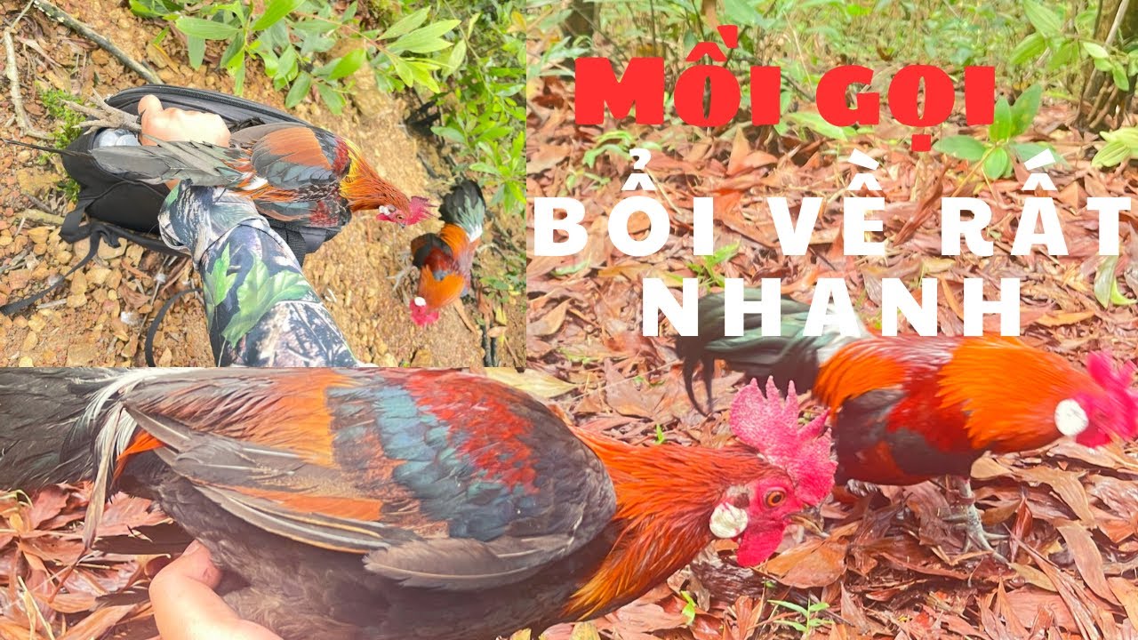 Bẫy gà rừng, bổi về chưa đầy 5 phút, quá tiếc không đem máy quay theo 06/03/2026
