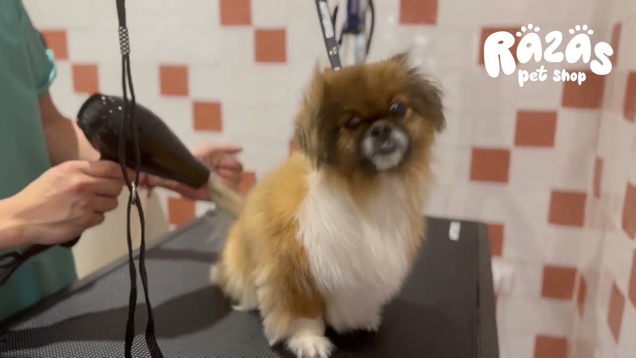 Spaniel Tibetano en su adorable sesión de Grooming ❤️