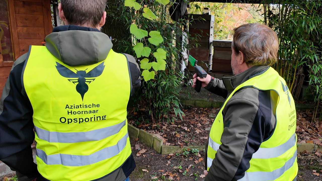 Course for tracing an asian hornet nest