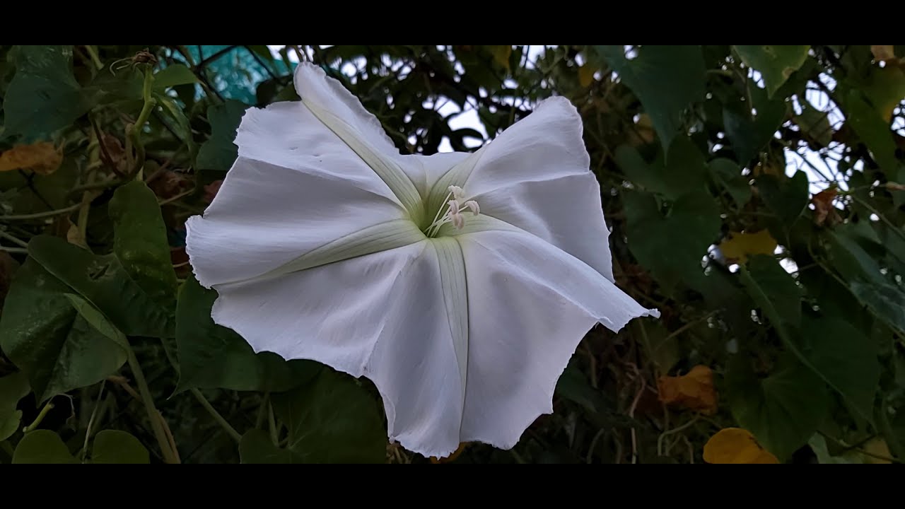 Iphomea alba, belleza y . | El Sueño Jardín Botánico