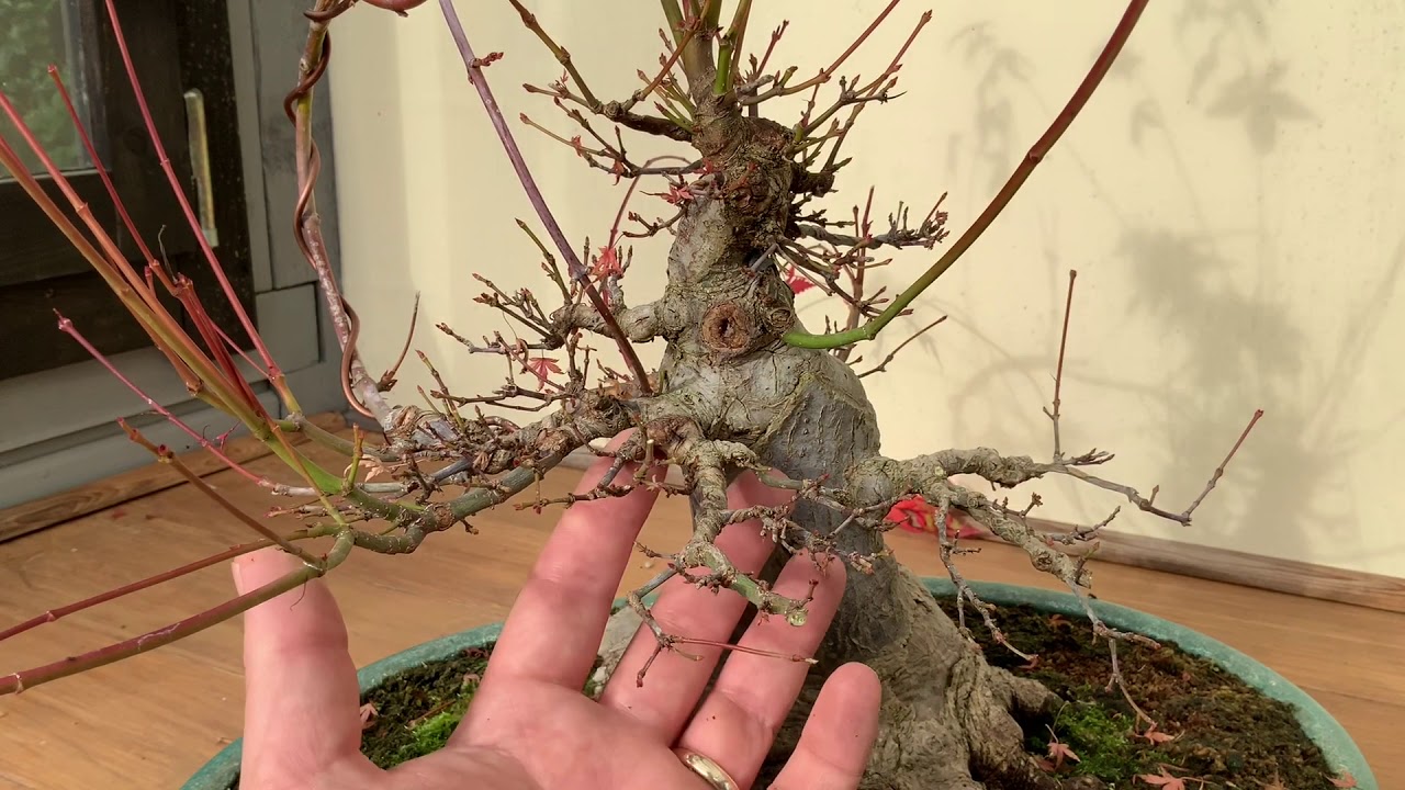 Case Study Acer Palmatum Bonsai Autumn Pruning.
