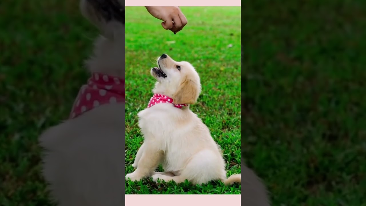O c&atilde;o tem natureza Buda?Esse Koan - &ldquo;conto&rdquo; zen - &eacute; considerado a primeira barreira. #monjacoen