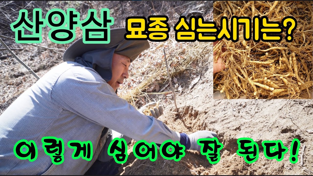 산양삼 묘종 심는 방법 싹은 언제 날까?