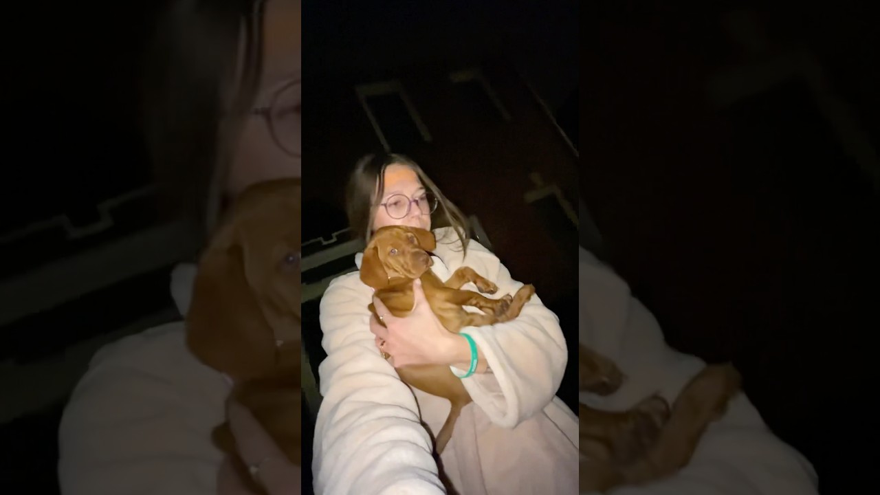 Моя первая ночная дрессировка нашего нового щенка в клетке 🙃 #vizsla #vizslapuppy #щенок #приучен...
