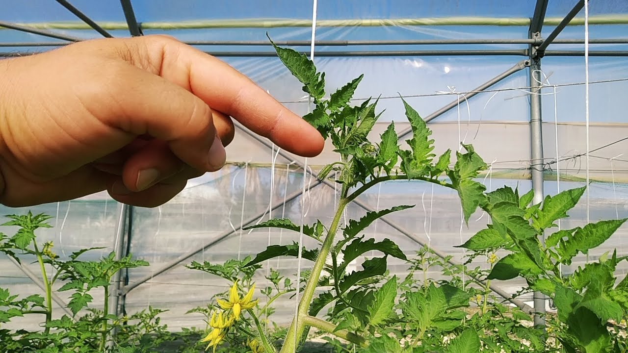 Cimare o Spuntare le piante di Pomodoro quando e perch&eacute; &egrave; un trucchetto per migliorare il raccolto