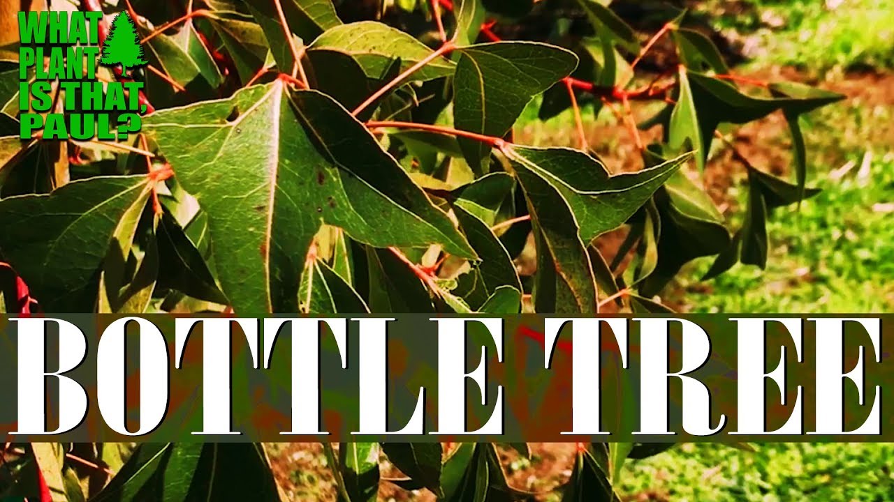 Bottle Tree (Brachychiton populneus) - is a small to medium-sized tree found naturally in Australia