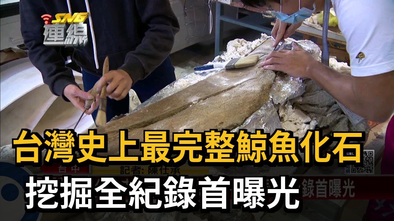 台灣史上最完整鯨魚化石 挖掘全紀錄首曝光－民視新聞