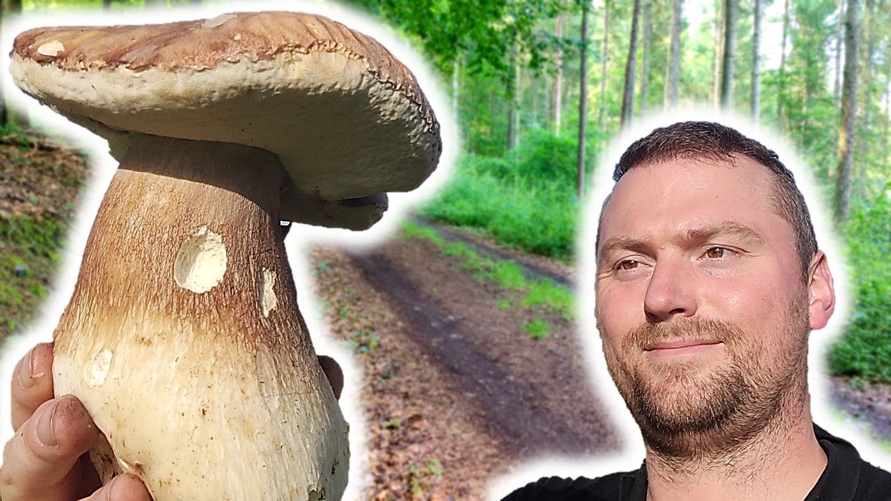 Steinpilz Eskalation mit Rekordfund | Speisepilze sammeln im Sommer