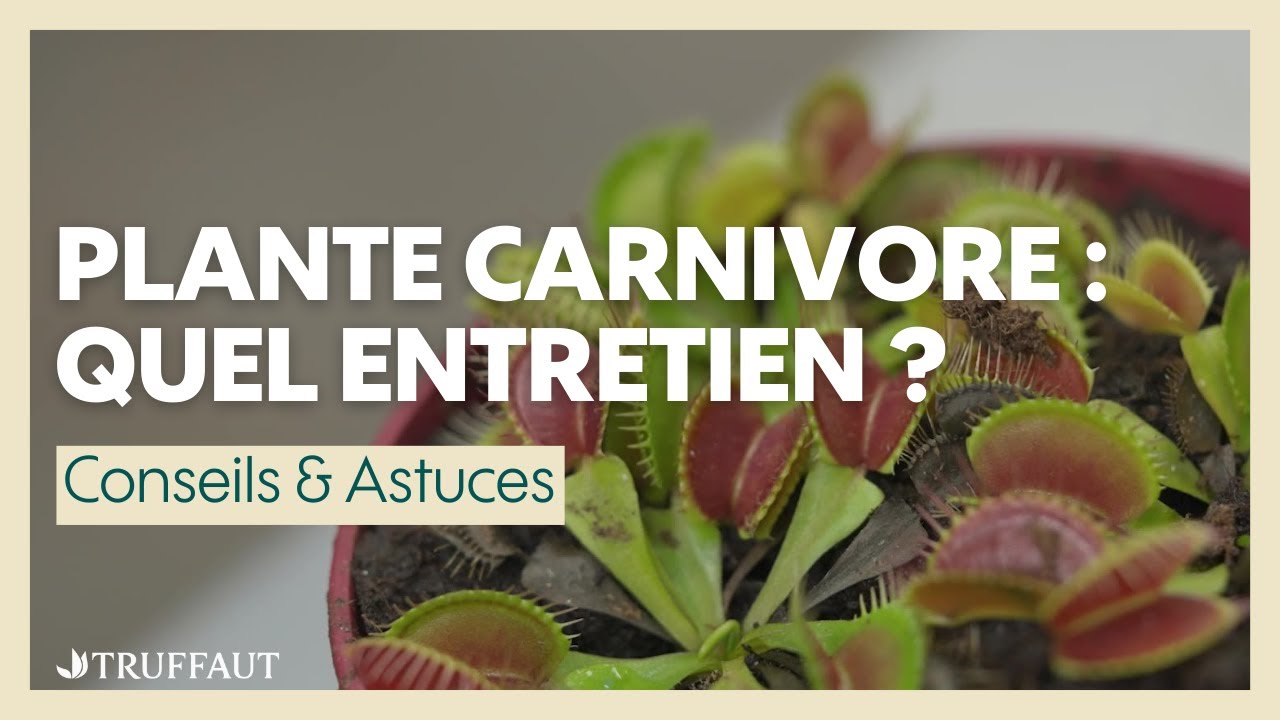 Comment bien s’occuper de ses plantes carnivores ? - Truffaut