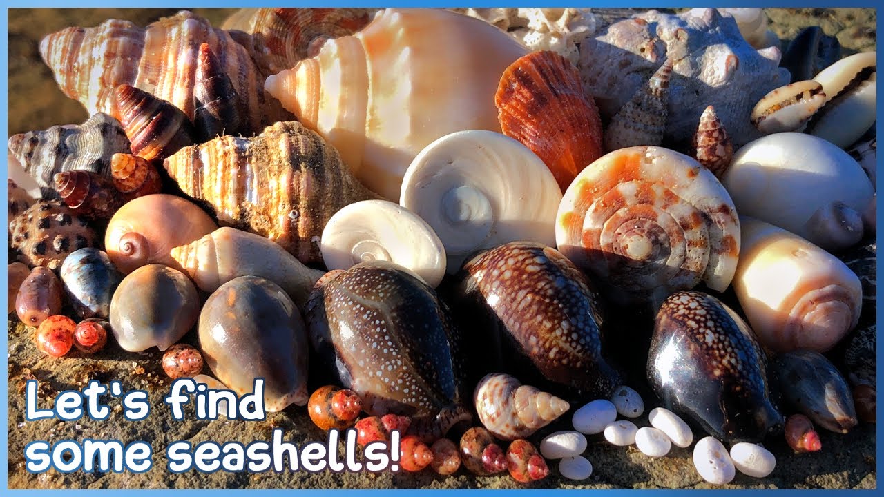 Finding Seashells in the Rock Pools | Low Tide Afternoon [Virtual Shelling]