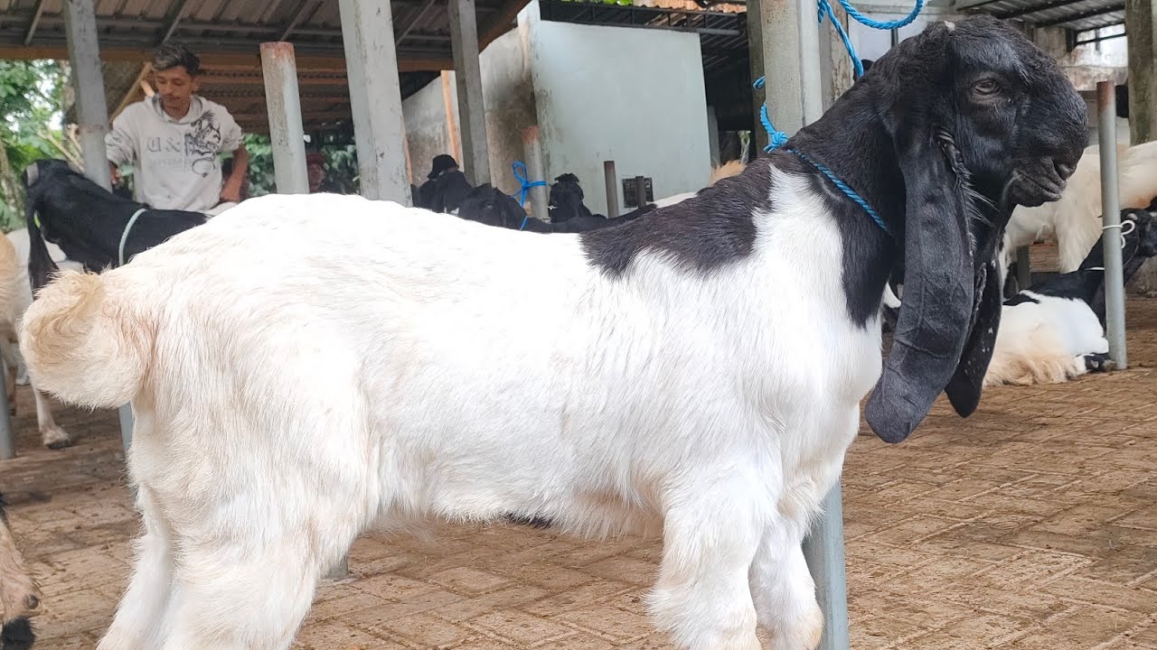 1 JUTAAN BAKALAN CALON JOSS ‼️ Pasar Kambing PE Kaligesing.