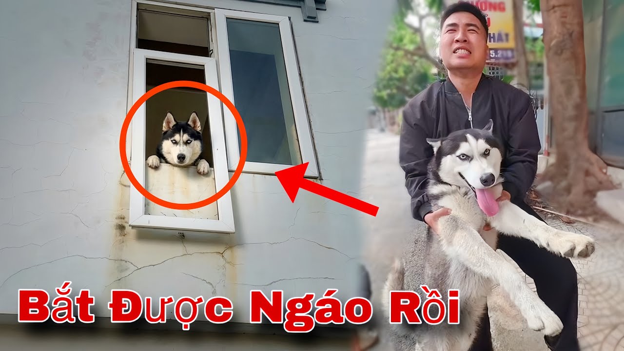 Tin Vui ! Đã Tìm Thấy Ngáo Husky Mất Tích Trong Khách Sạn Bỏ Hoang Và Đưa Về Nhà | Dương KC