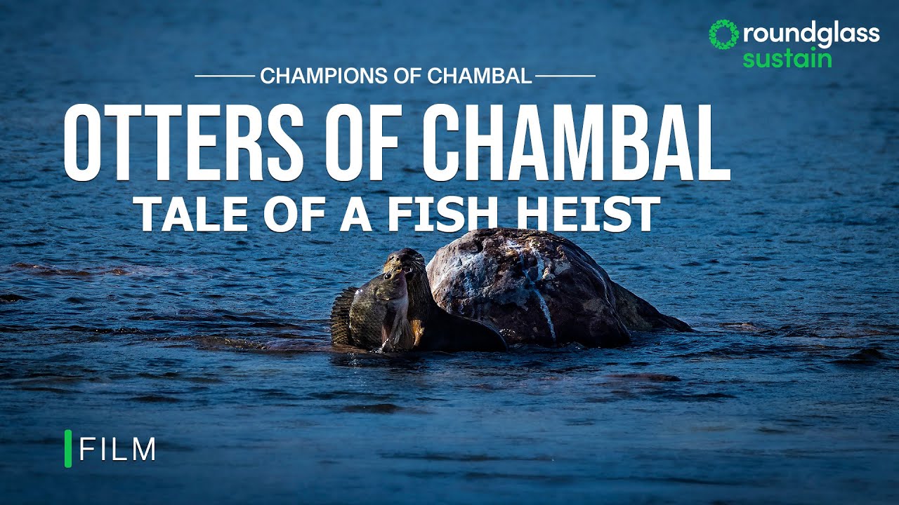 The Otters of Chambal: Tale of a Fish Heist | Behavior of Smooth Coated Otters | @RoundglassSustain​