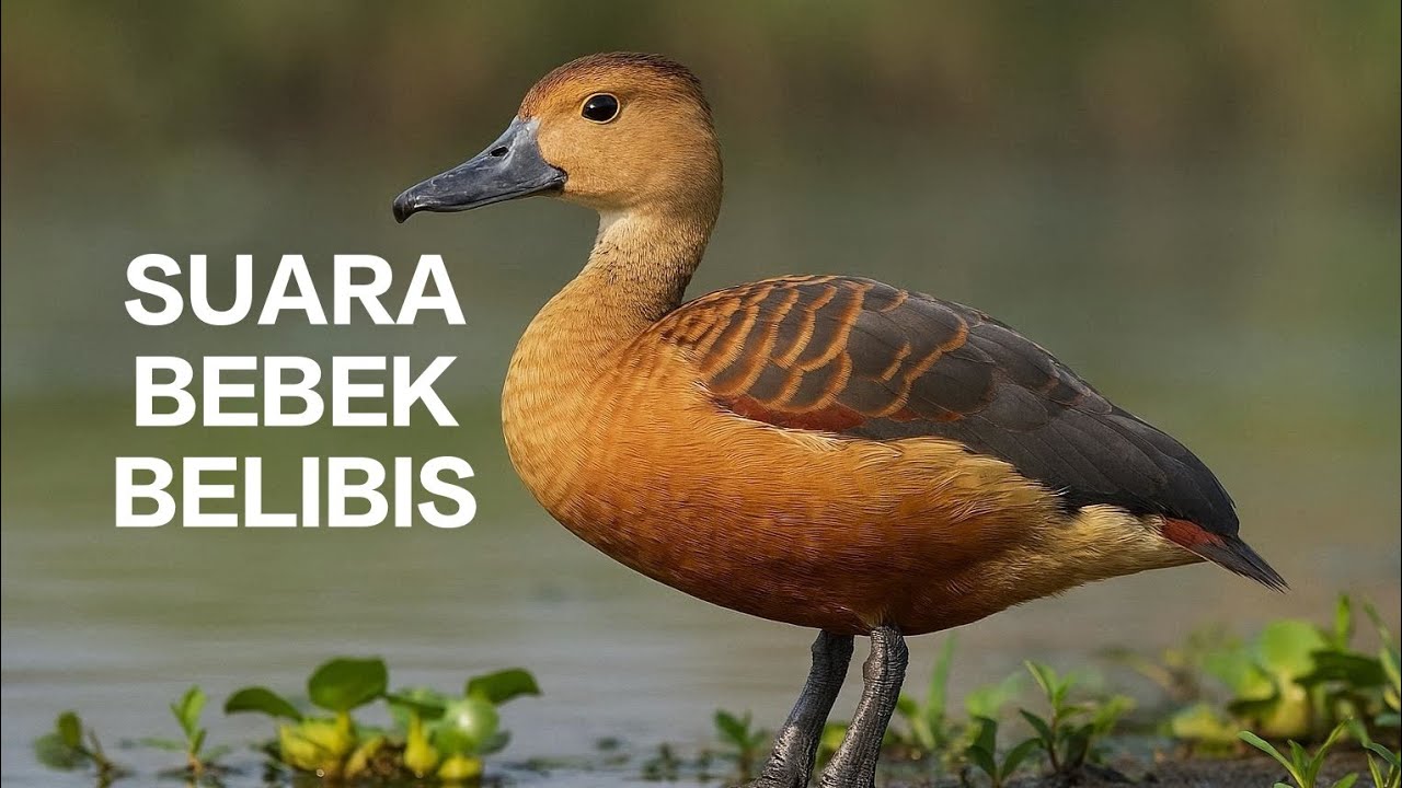 Suara Bebek Belibis (Lesser Whistling Duck) 