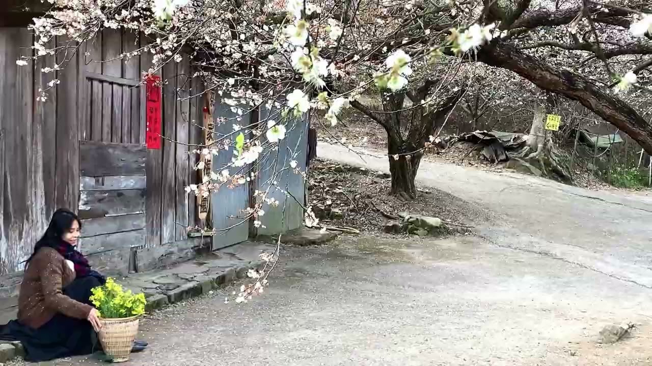 南投賞梅趣｜信義鄉外坪頂No.1~蔡家梅園·懷舊古厝…