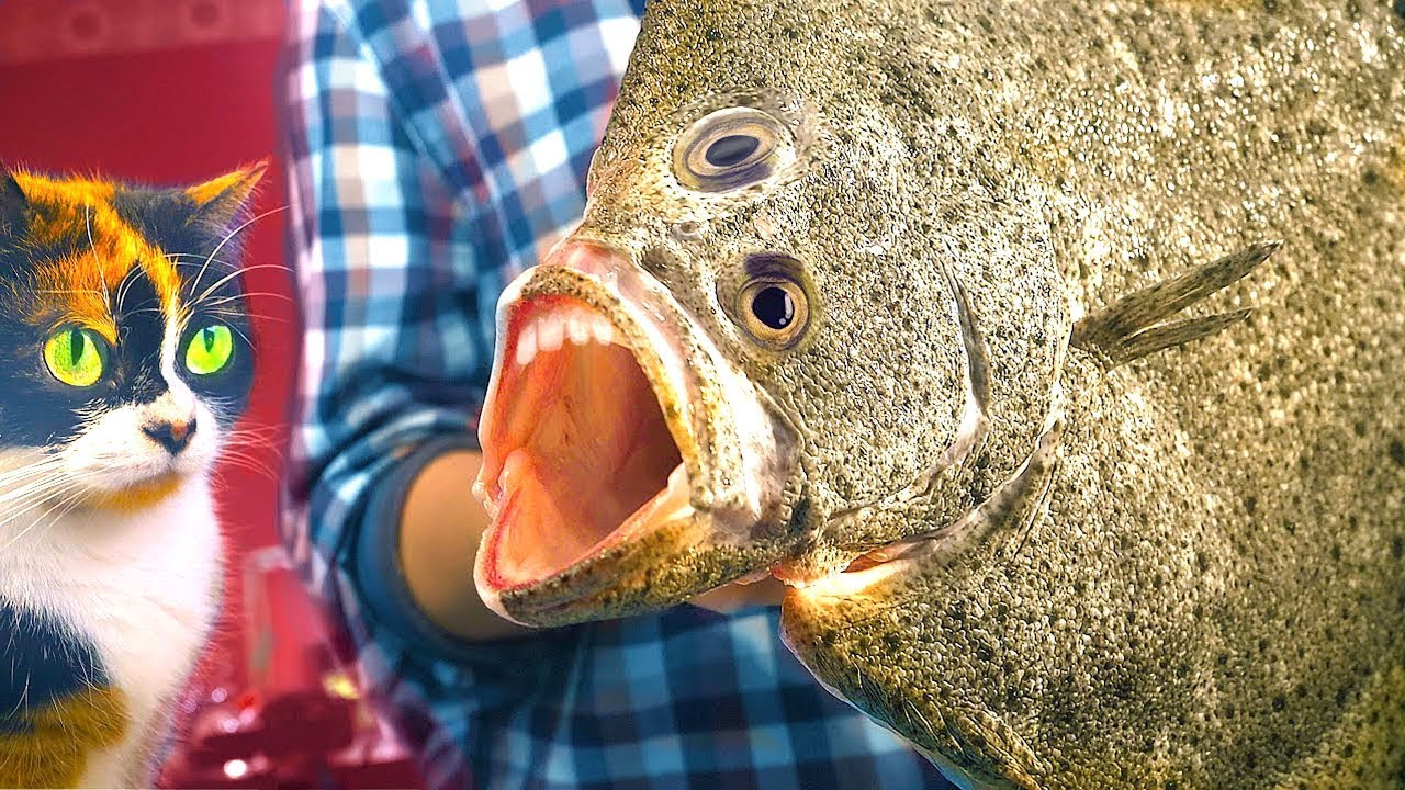 WIR HABEN MONSTER-FISCH GEKAUFT