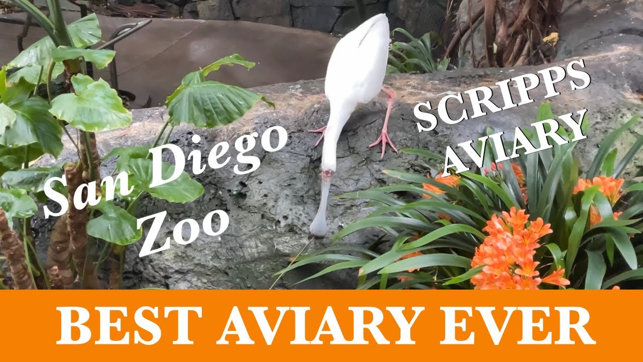 Scripps Aviary San Diego Zoo Ultimate Experience