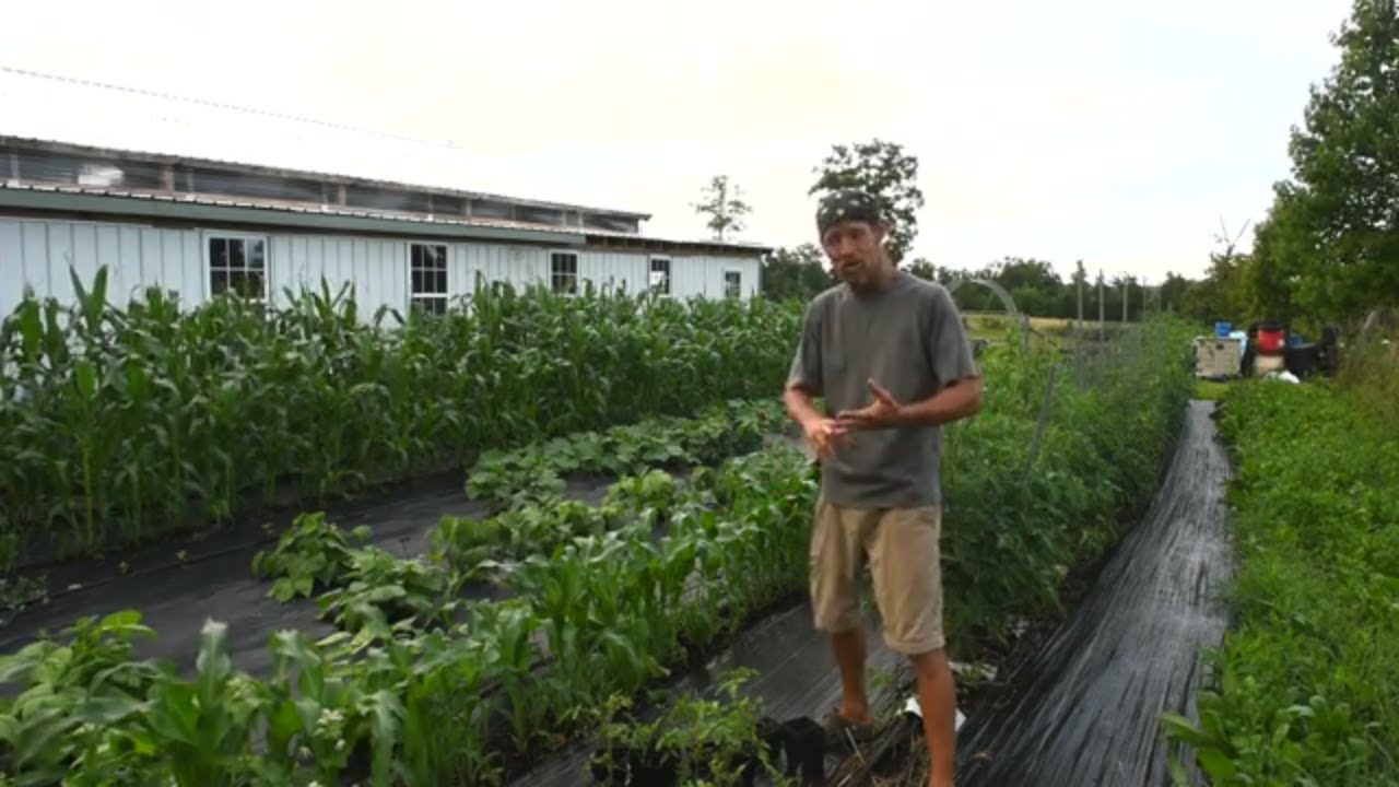 5 vegetables to plant in July. Late summer gardening. Zone 5 or 6