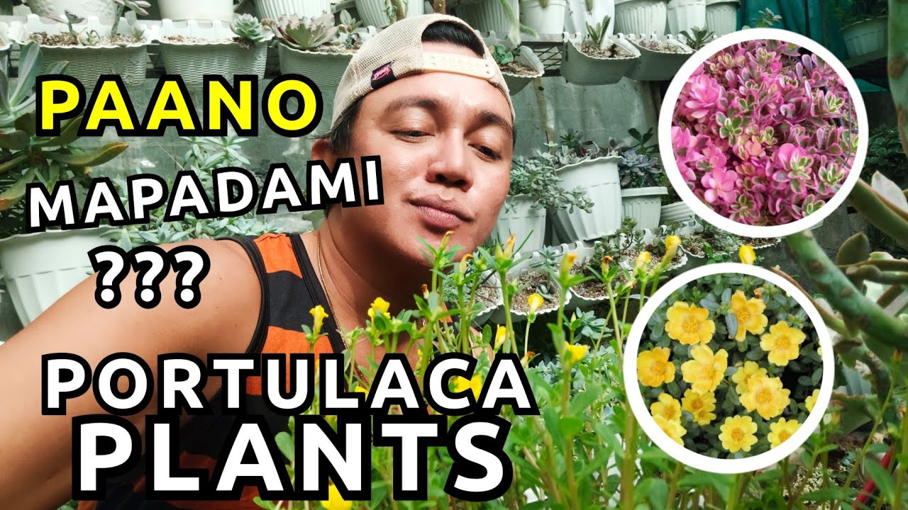 HOW TO PROPAGATE  PORTULACA PLANTS? | PLANT CARE TIPS & MAINTENANCE