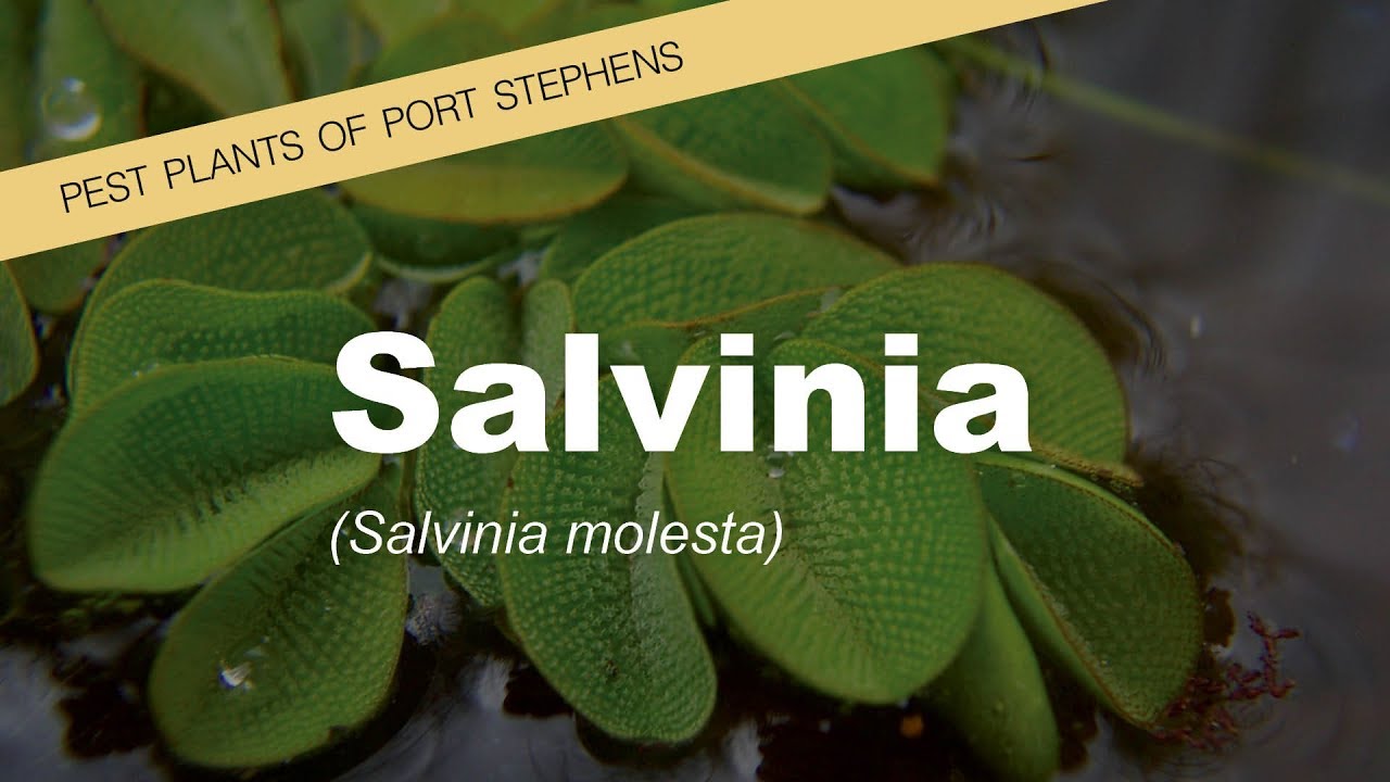 Salvinia - Weeds of Port Stephens