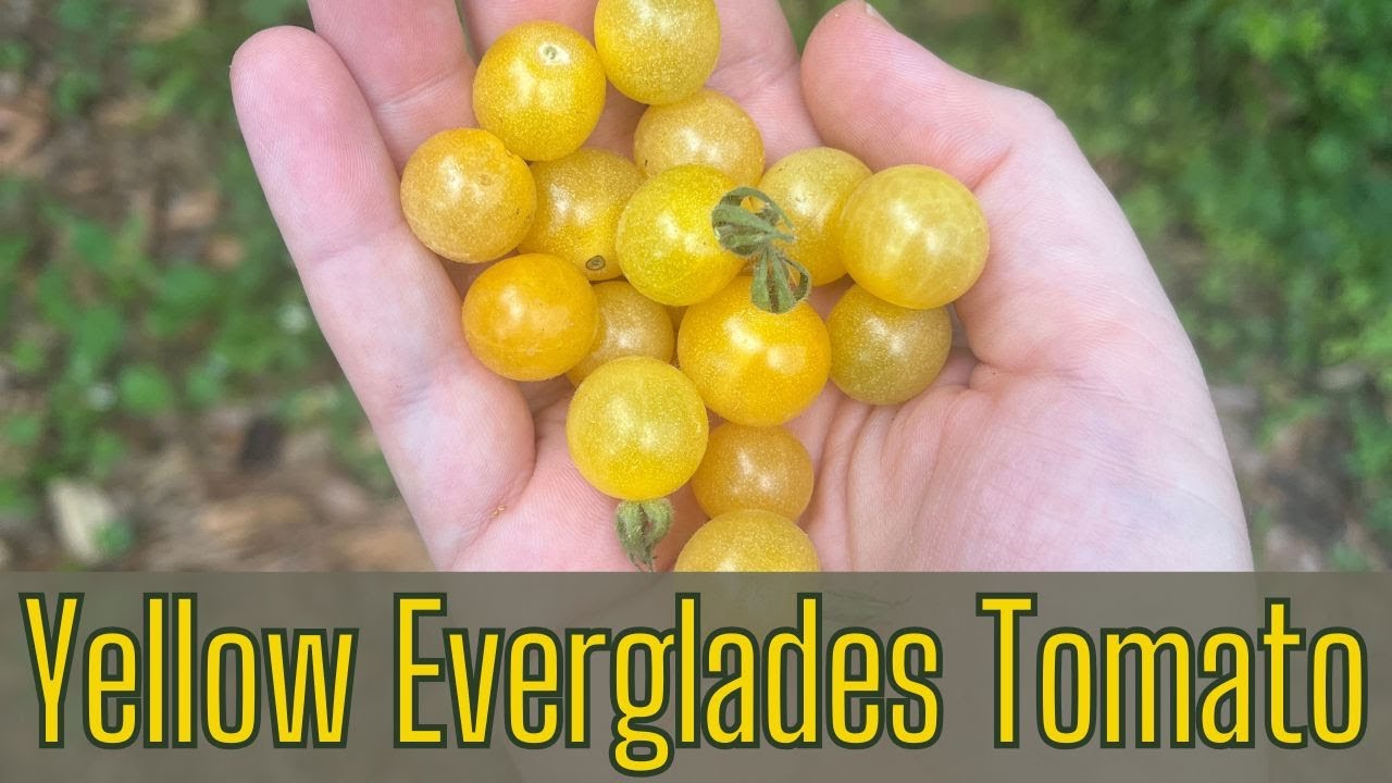 Yellow Everglades Tomato - Tomatoes That Stand Up to Florida Heat