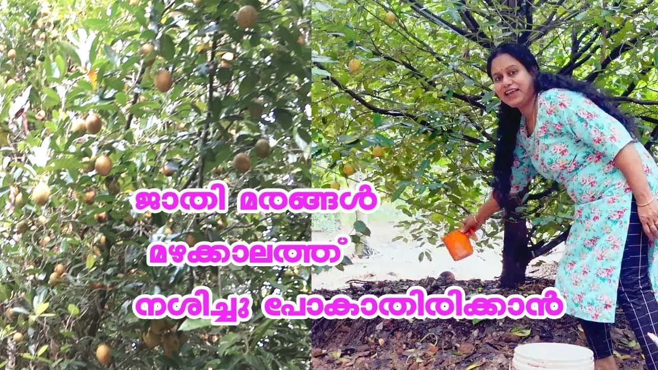 ജാതി മരങ്ങൾ മഴക്കാലത്ത് ഇല കൊഴിഞ്ഞു നശിച്ചു പോകാതിരിക്കാൻ Nutmeg Plant Fungus Treatment
