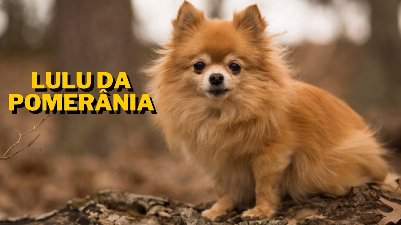 Lulu da Pomerânia -  Uma Fonte de Alegria e Fofura 😍❤ | Animais Fofos