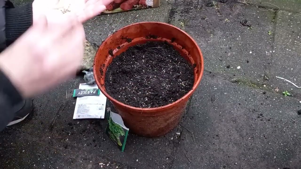 Hoe Kweek je Peterselie in een Pot 🌿 | Simpel van Zaad tot Oogst! (Deel 1/2)