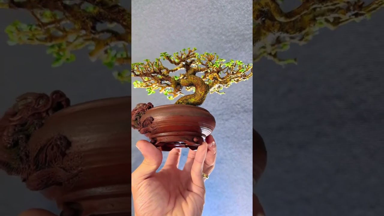 Tại sao người giàu lại thích chơi cây?  #phieudubonsai