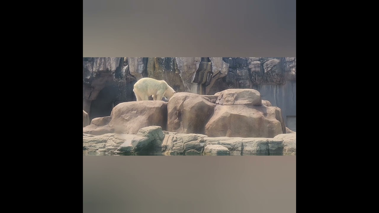 ホッキョクグマ🐻‍❄️ゆめちゃん