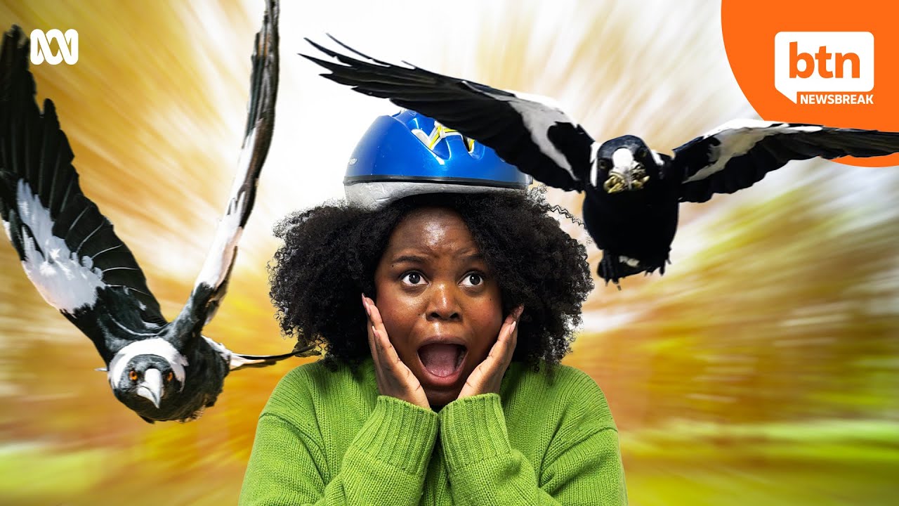 Why Do Magpies Swoop?