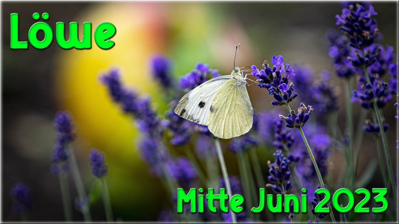 ♌ L&ouml;we - Mitte Juni 2023 ♌  -  F&uuml;reinander bereit  -
