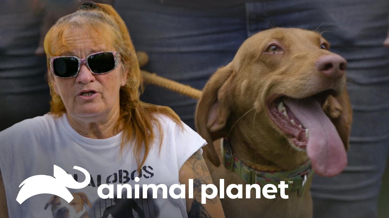 Sus mascotas eligen el próximo perro en adopción | Pit bulls y convictos | Animal Planet