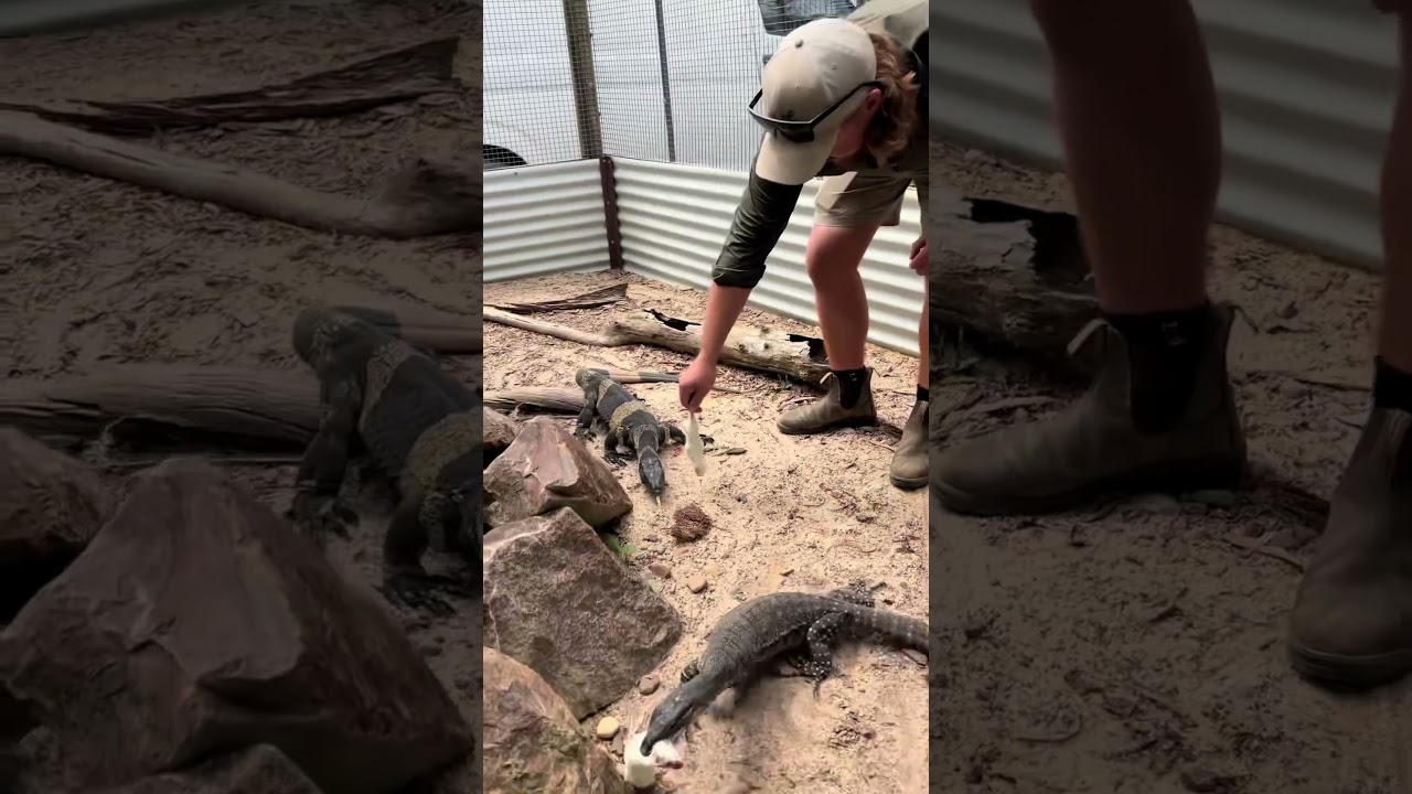 Friday Fun Facts with Mick & Epic Lace Monitors 🦎