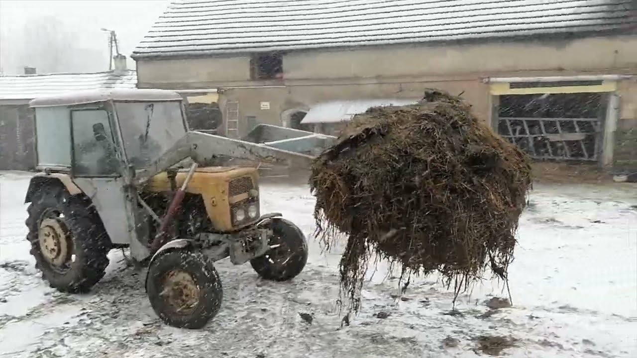🔥Oporowy Wywóz Obornika🔥 2022/23 Docierane Ursusa 🚜Sound Engine🚜
