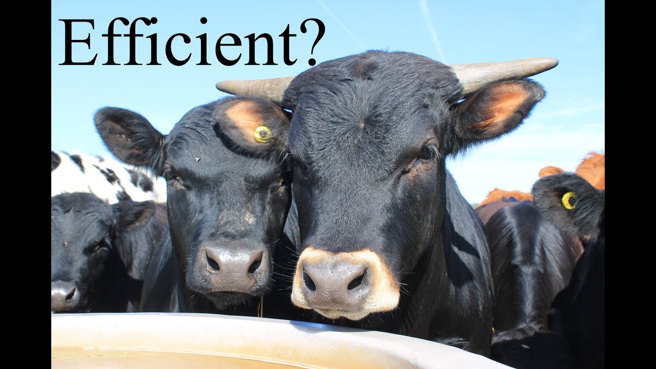 Efficient?  A Look at the Importance of Animals in Agriculture