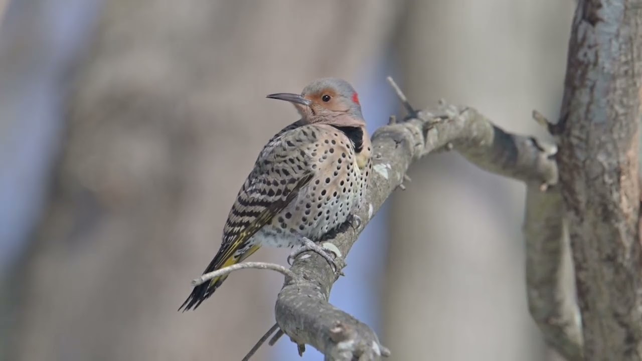 2026_01_28 Northern Flicker - Bombay Hook NWR, DE (slow motion)