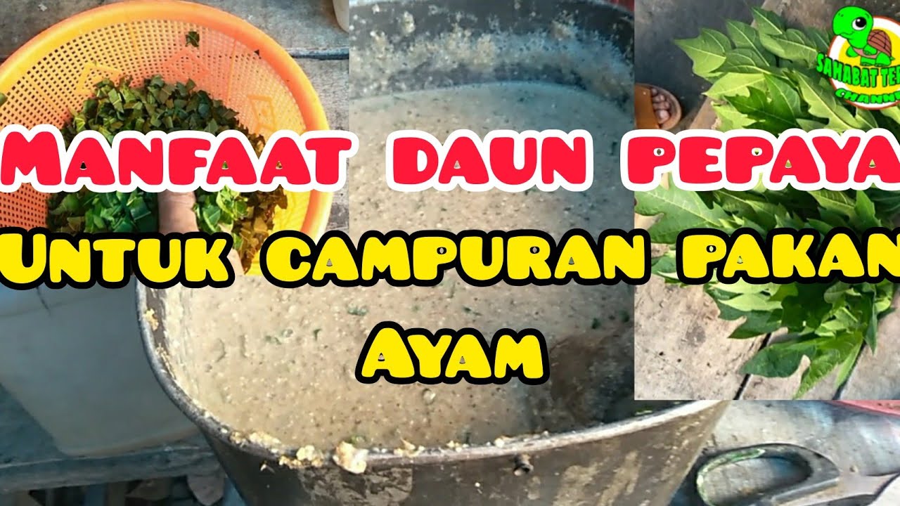 Cara membuat pakan ayam dari daun pepaya