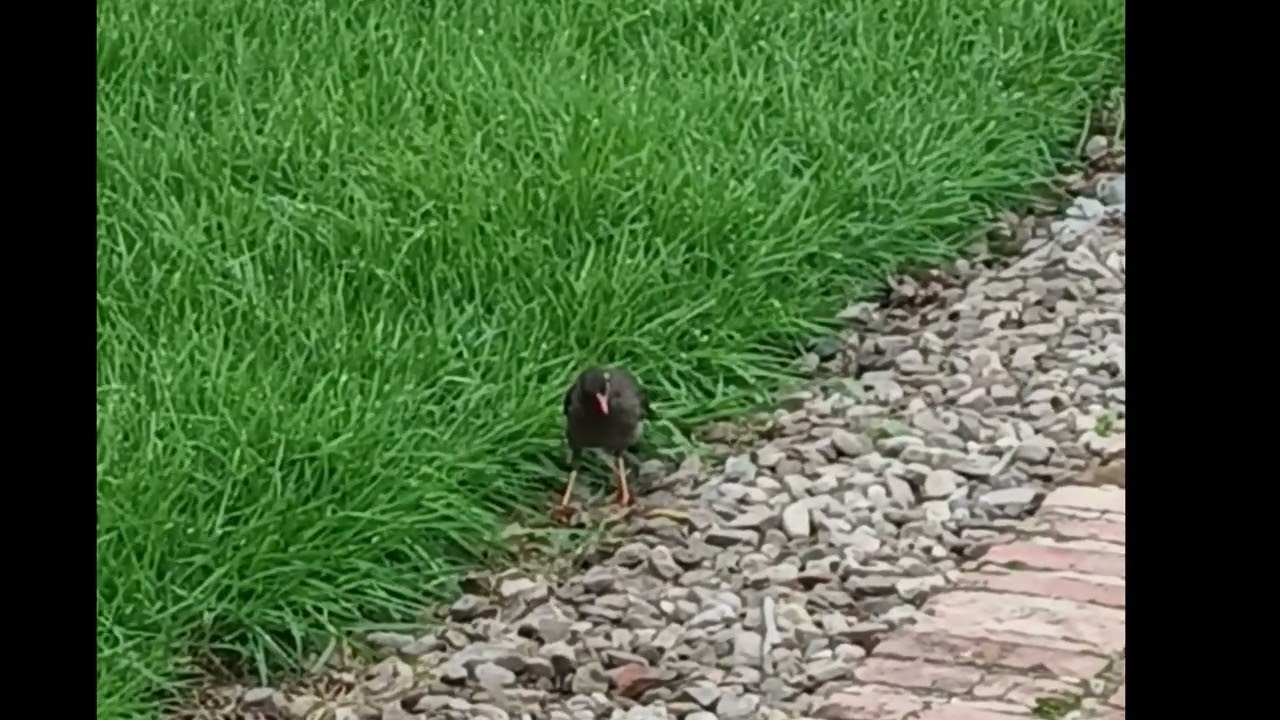 DEPREDACI&Oacute;N DE ATRACTUS CRASSICAUDATUS POR TURDUS FUSCATER